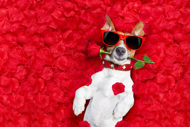 istock valentines dog in love 638918244