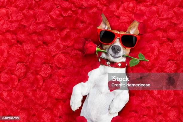 Valentines Dog In Love Stock Photo - Download Image Now - Valentine's Day - Holiday, Valentine Card, Dog