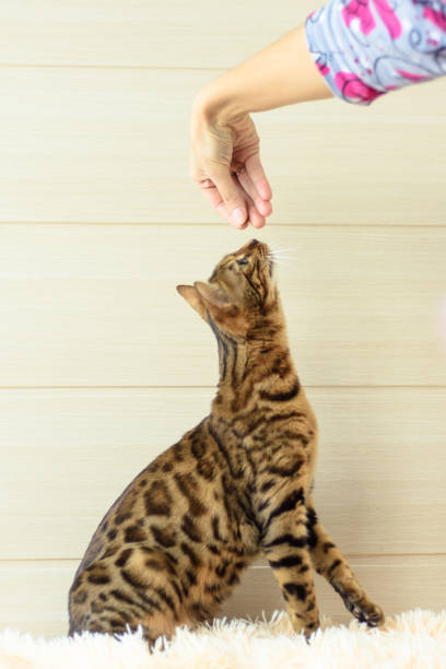 istock education and training the young Bengal cat 638920458