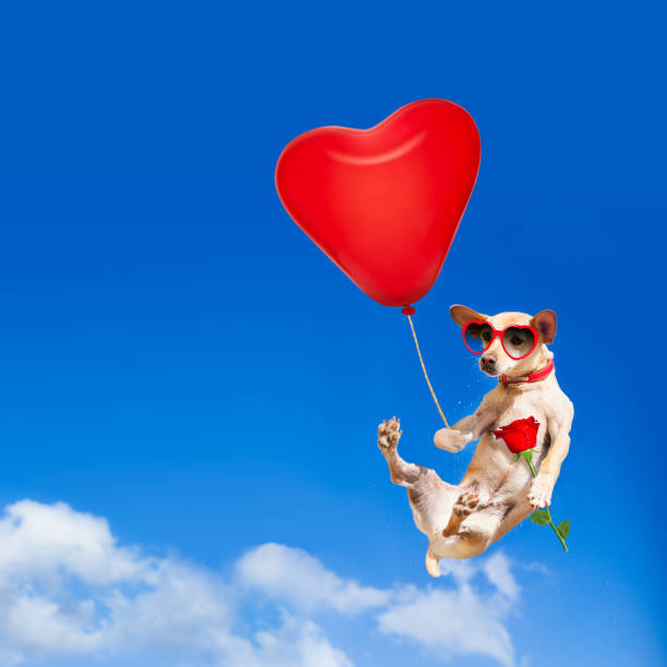 cão pendurado em balão no ar para o dia dos namorados - valentines day friendship puppy small - fotografias e filmes do acervo
