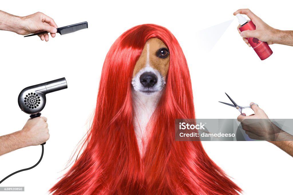Pflegehund beim Friseur - Lizenzfrei Hund Stock-Foto