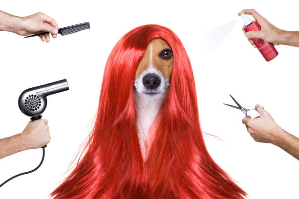 pflegehund beim friseur - beauty spa scissors hairstyle beautician stock-fotos und bilder