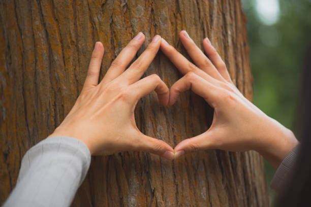 istock woman hand touch the tree 638921322