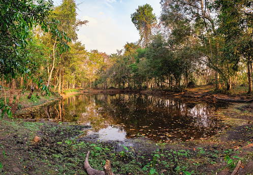 Dense jungle and wetland pond with old boat on a leash near Beng Melea Temple in Angkor Complex, Siem Reap, Cambodia. Beng Melea has been left largely unrestored, with trees growing among the ruins.