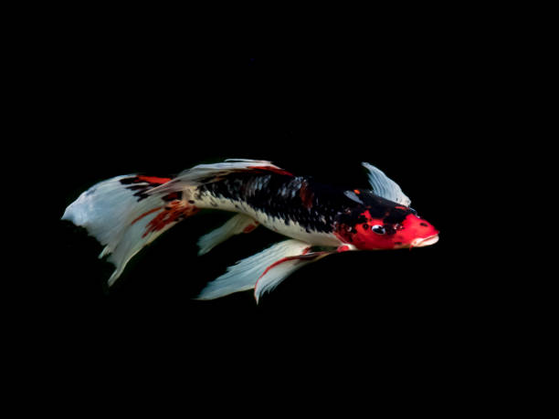 istock Beautiful colorful fancy carp fish 638921616