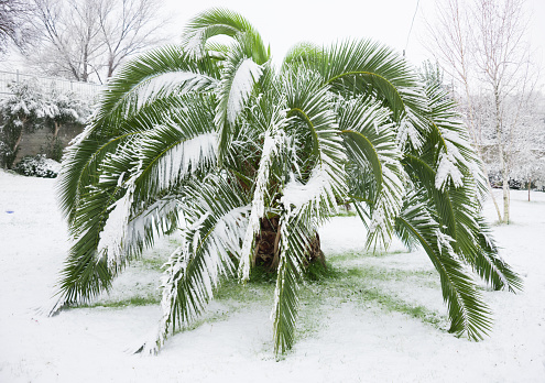 green opalm trees covered with snow in unusually cold winter