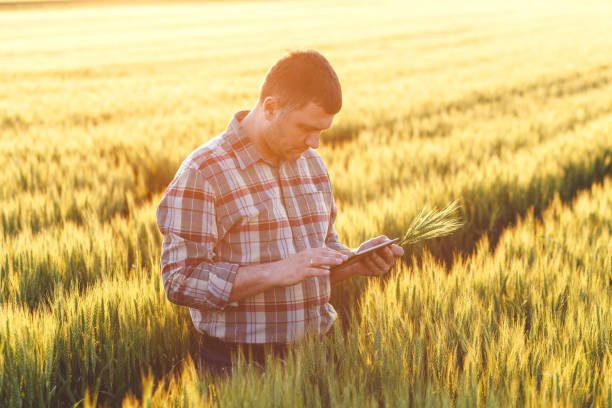 istock Farmer standing in a wheat field with tablet. 638922272