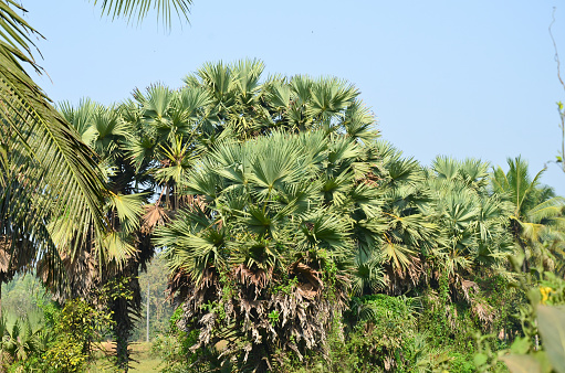 Palmyra or Toddy Palm found in and around Mangalore is a source of raw alcoholic beverage called toddy, which is also used for preparing jaggery - a crude sugar which has got health benefits