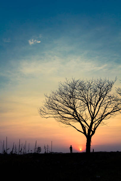 istock Silhouette Lonely Man in garden, beautiful sunset and leafless tree 638923600