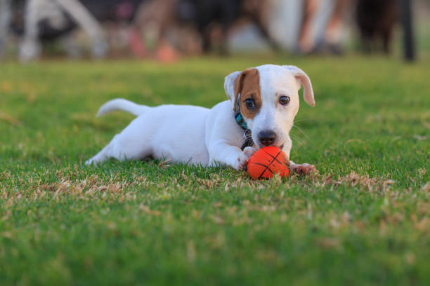 istock Jack Russell Terrier puppy playing orange ball 638924512
