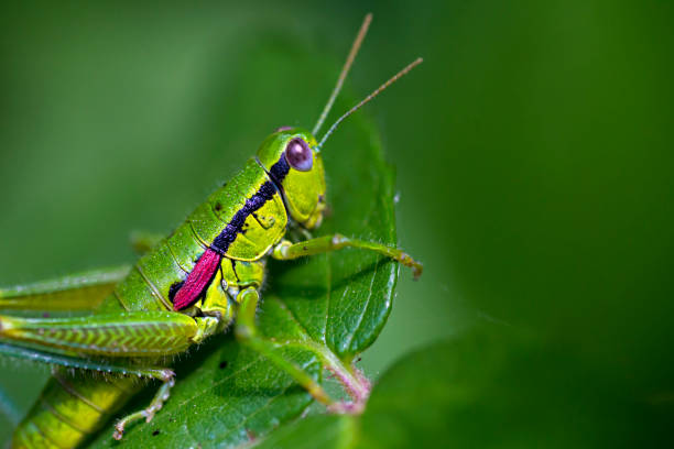 istock Closeup of grasshopper on a leaf 638925534