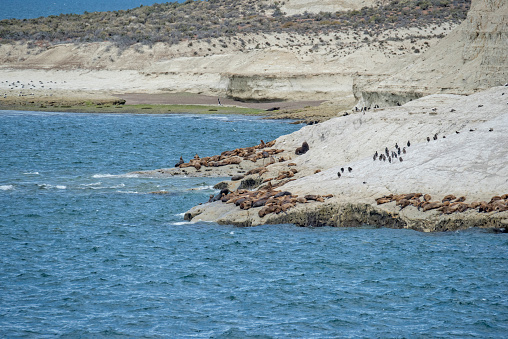 South-American sea lions and cormorants at Punta Loma