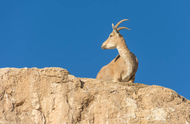 istock Nubian Ibex Goat Ramon Crater in Israel 638926024