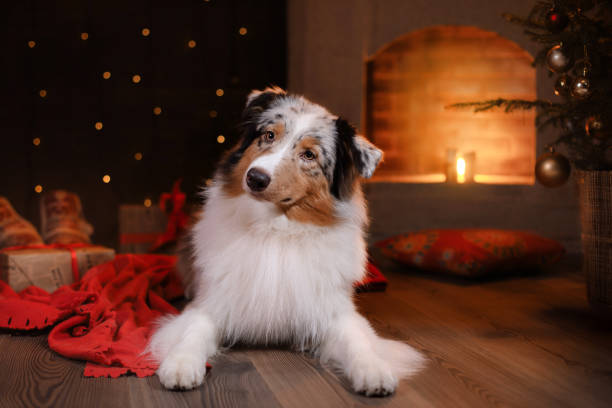 istock Australian Shepherd Dog at the fireplace 638926666
