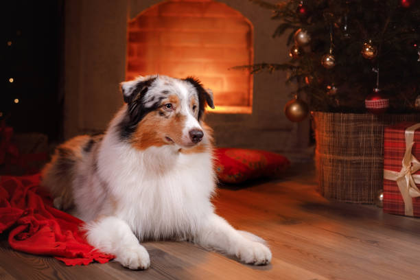 istock Australian Shepherd Dog at the fireplace 638926742