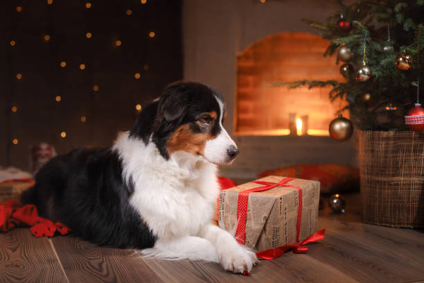 istock Australian Shepherd Dog at the fireplace 638926936
