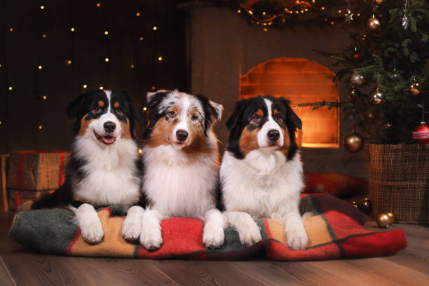 istock Australian Shepherd Dog at the fireplace 638928262