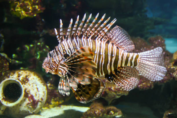 istock Dangerous toxic dealy Lionfish 638928466