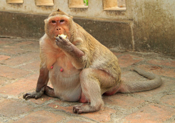 indian monkey steals an ice cream from people in delhi zoo and eating in hot summer.
