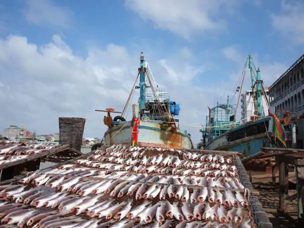 Seafood dry on the net near the fishing port.