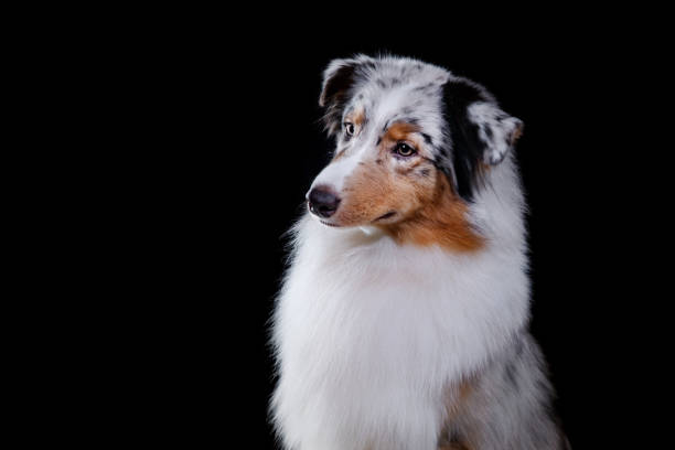 istock Dog Australian shepherd on a black background 638929412
