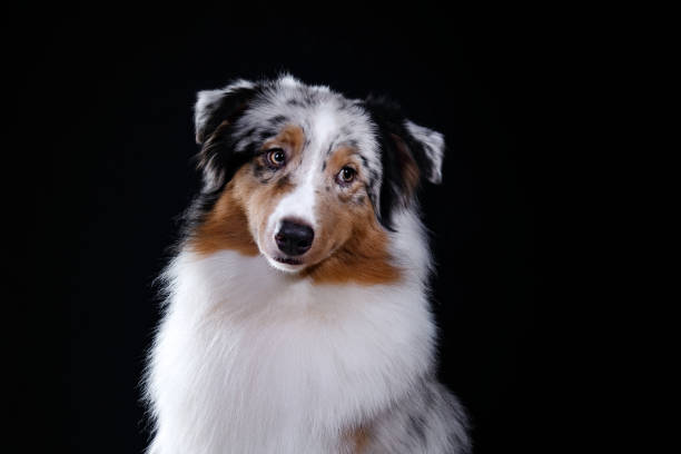 istock Dog Australian shepherd on a black background 638929464