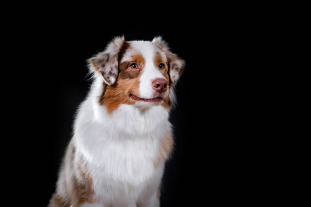 istock Dog Australian shepherd on a black background 638929546