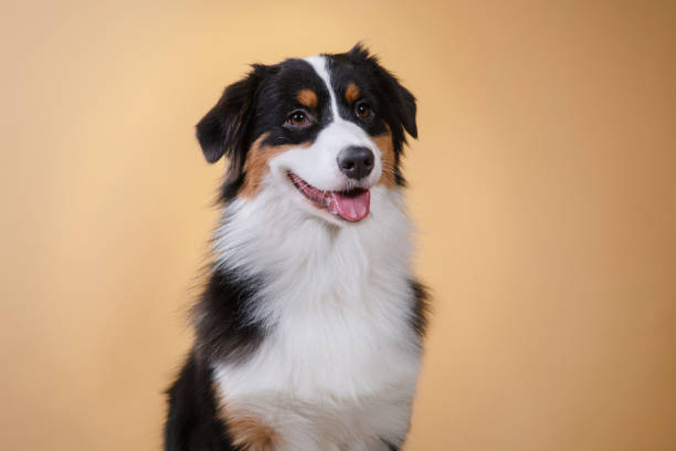 istock Dog Australian shepherd on a light background 638930040