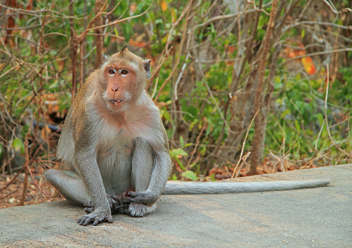 Wild pig-tailed macaque in the tropical paradise of Da Nang, Vietnam in Southeast Asia.