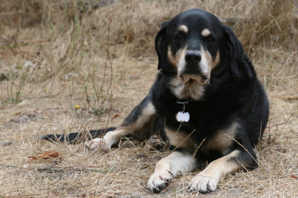 istock Rottweiler Laying in Hay 638931512