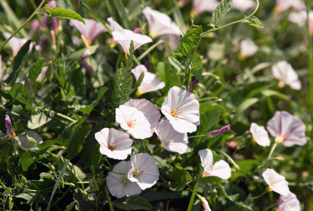 bindweed on the field at noon bindweed on the field at noon convolvulus photos stock pictures, royalty-free photos & images