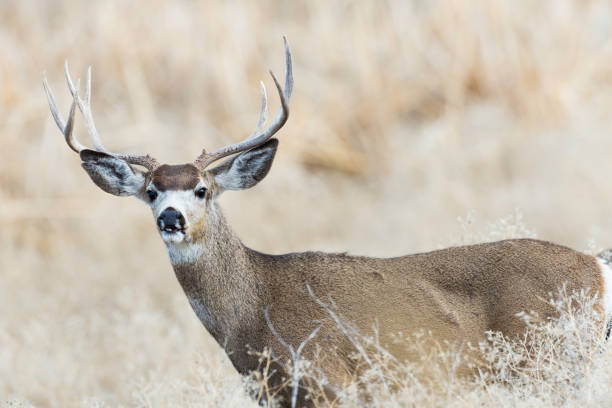 istock Mule Deer in Southern Oregon 638933690