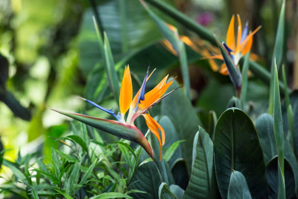 istock Strelitzia flower in the greenhouse 638933758