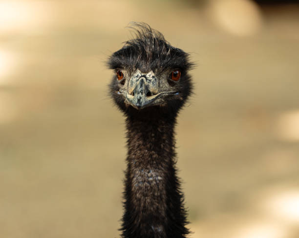 istock Close up portrait of an emu 638933954