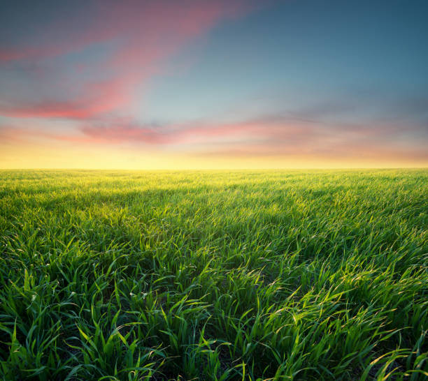 istock Agricultural landscape 638934354