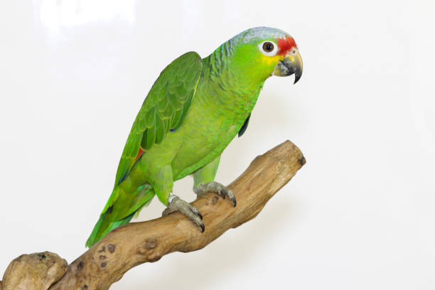 papagaio colorido desembarcou em galho, isolado em branco, lilacine amazon - parrot tropical bird gold and blue macaw amazon parrot - fotografias e filmes do acervo