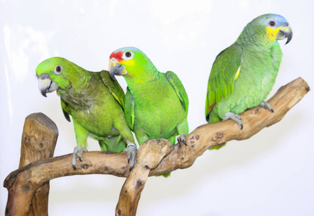 papagaio colorido desembarcou em galho, isolado em branco, lilacine amazon - parrot tropical bird gold and blue macaw amazon parrot - fotografias e filmes do acervo