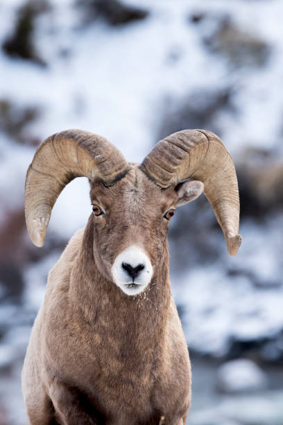 bighorn ram aproxima câmera na neve - bighorn sheep ram sheep winter - fotografias e filmes do acervo