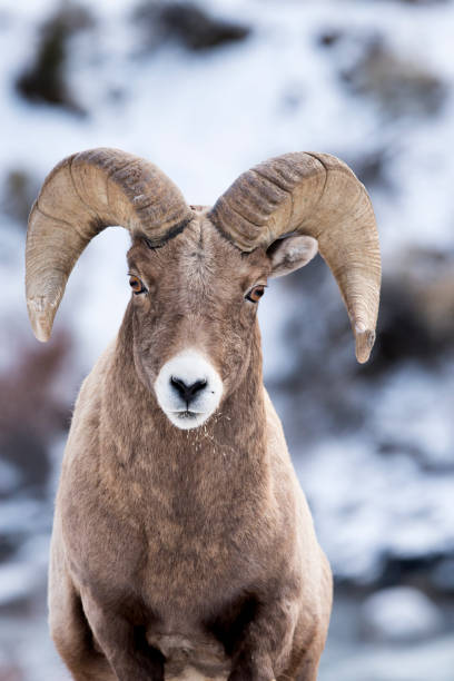 istock Bighorn Ram approches Camera In The Snow 638934700