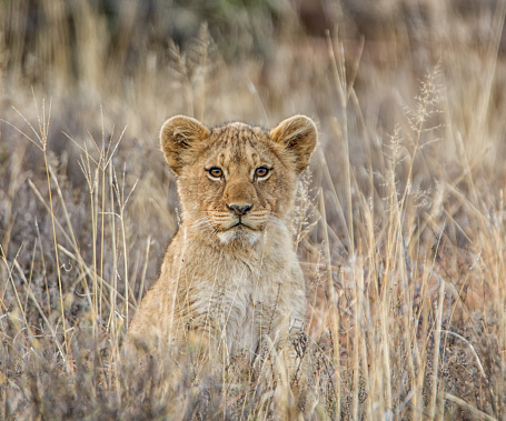 Portrait of a Lion cub in Southern Africa