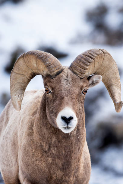 istock Bighorn Ram approches Camera In The Snow 638935416
