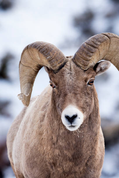 istock Bighorn Ram approches Camera In The Snow 638935442