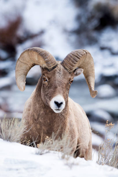istock Bighorn In The Snow 638936278