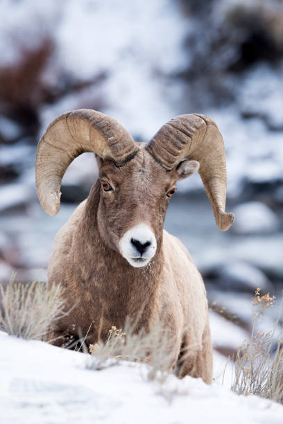 istock Bighorn In The Snow 638936304