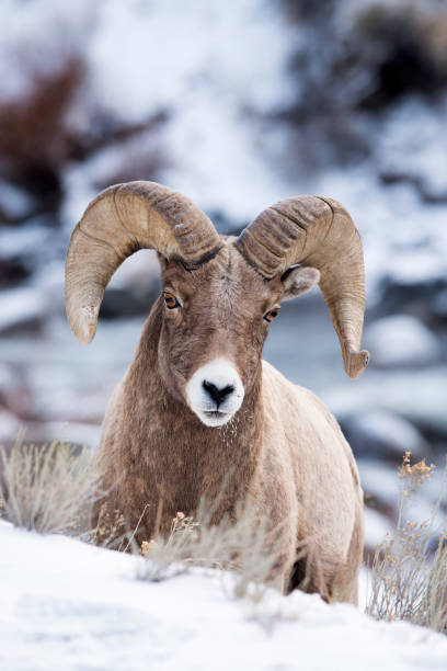 istock Bighorn In The Snow 638936324
