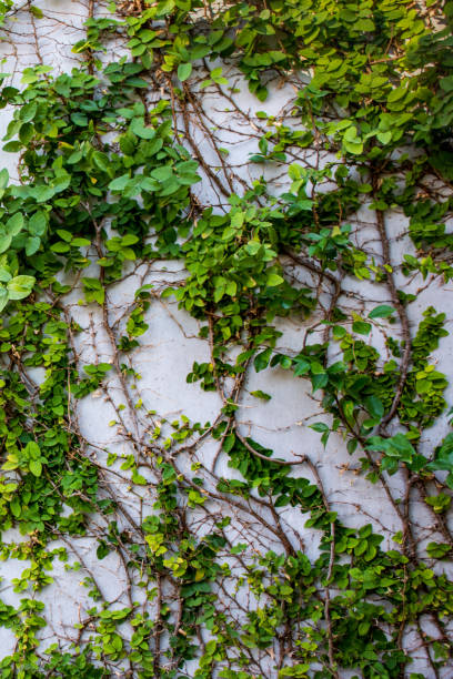 istock Green Plants Natural Background 638936908