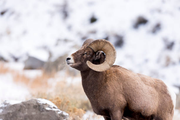 istock Bighorn Ram in Snow 638936924