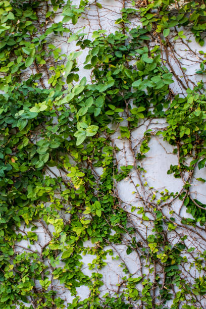 istock Green Plants Natural Background 638937114