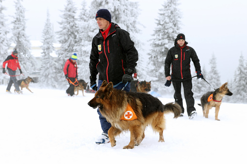 Sofia, Bulgaria - January 18, 2017: Rescuer from the Mountain Rescue Service at Bulgarian Red Cross and his dog are participating in a training for saving people in an avalanche.