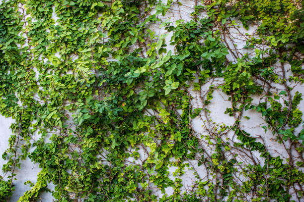 istock Green Plants Natural Background 638938130